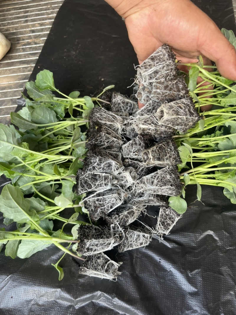 西兰花苗高产抗病，根系发达成活率高达99