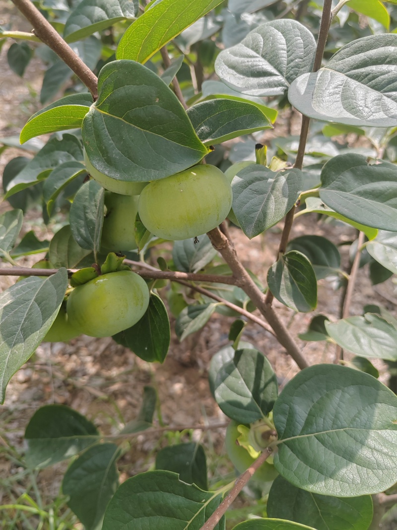 太秋甜柿苗，有裸根苗和杯苗，对版发货