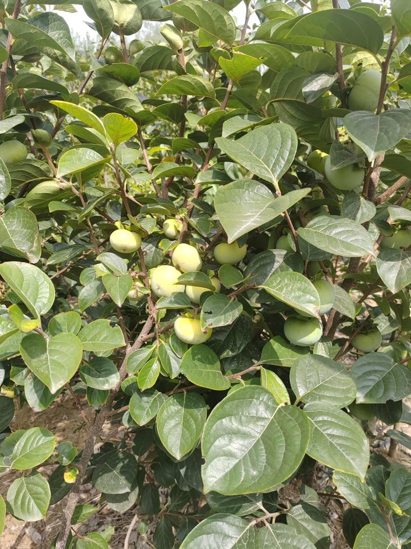 太秋甜柿苗，有裸根苗和杯苗，对版发货