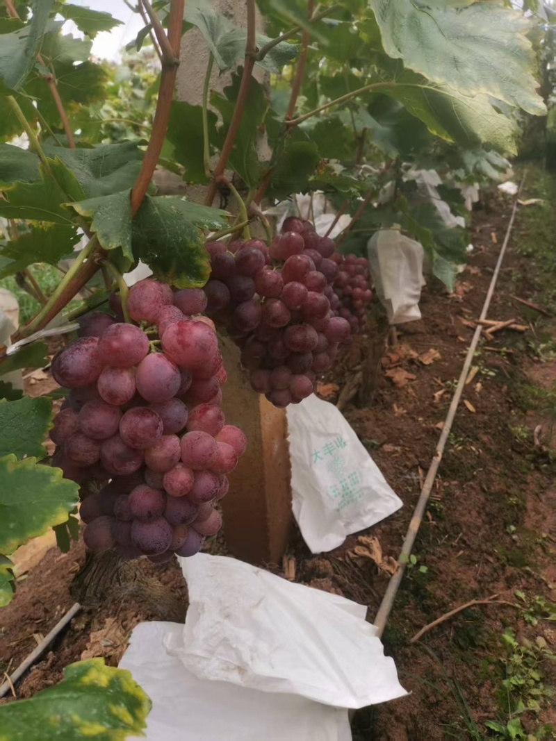 精品红提种植户直销