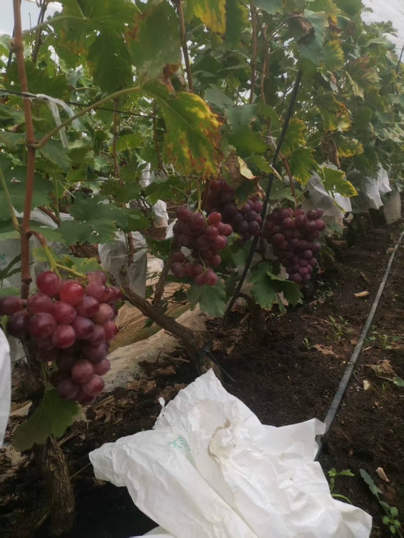 精品红提种植户直销