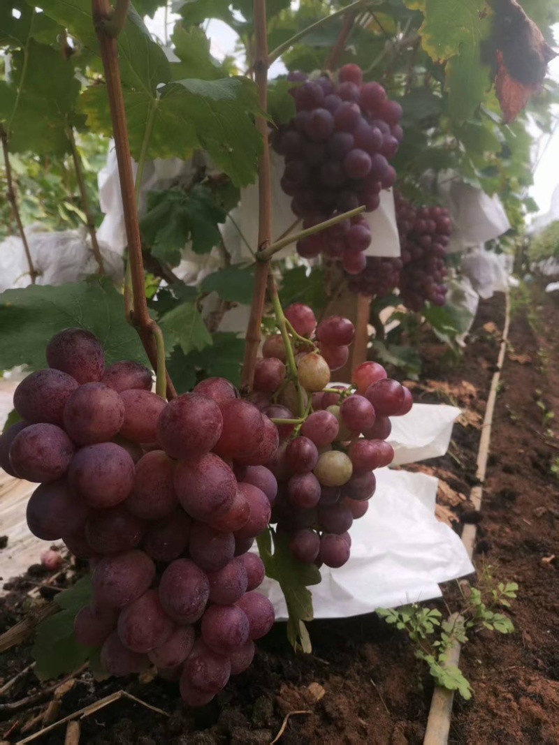 精品红提种植户直销