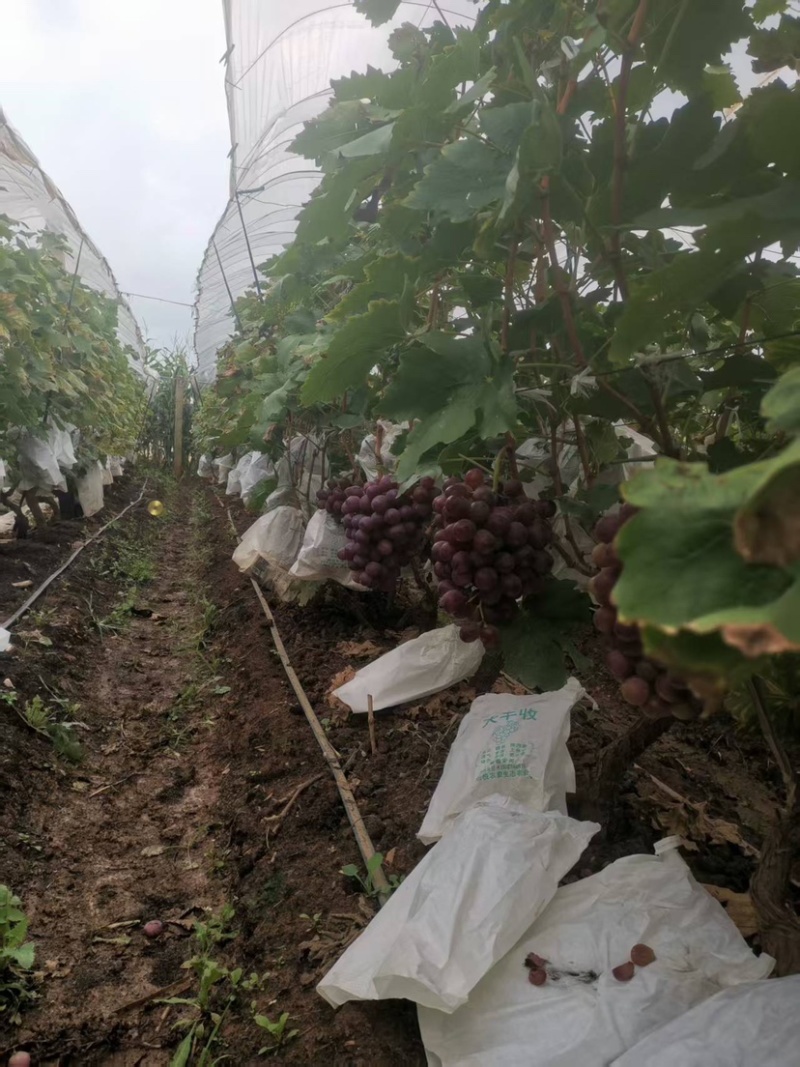 精品红提种植户直销