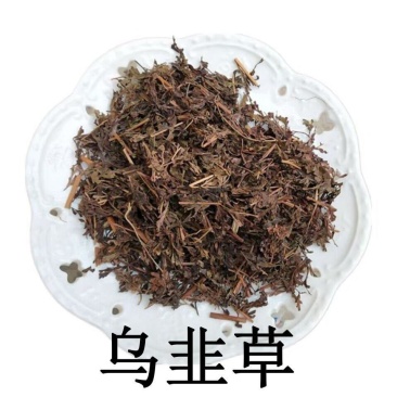 乌韭中药材野生大叶金花草金花草乌韭乌蕨青蕨雪仙草5