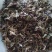乌韭中药材野生大叶金花草金花草乌韭乌蕨青蕨雪仙草5