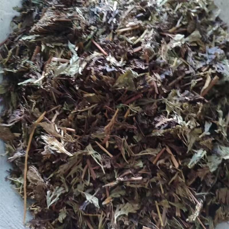 乌韭中药材野生大叶金花草金花草乌韭乌蕨青蕨雪仙草5