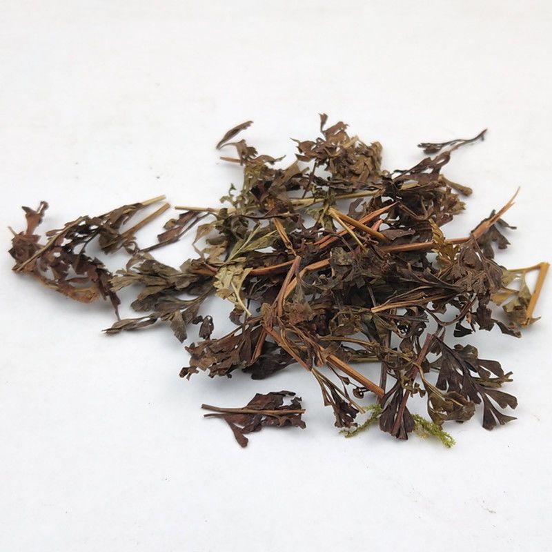 乌韭中药材野生大叶金花草金花草乌韭乌蕨青蕨雪仙草5