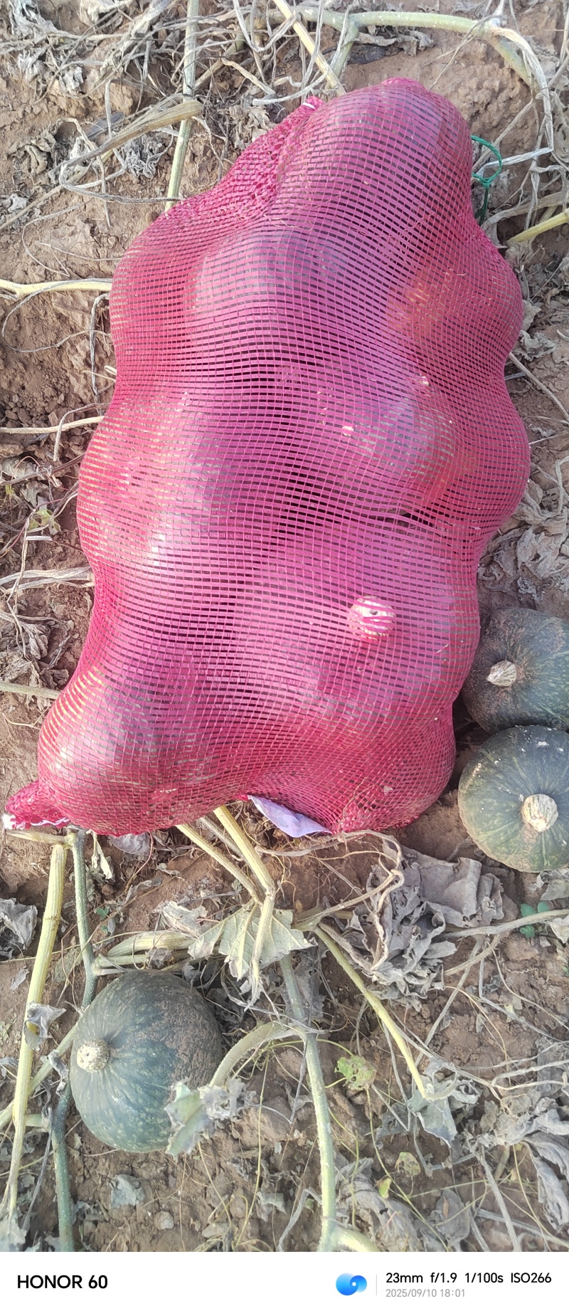 武川板栗南瓜