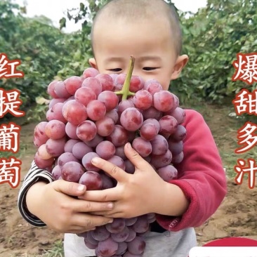 精品红提种植户直销