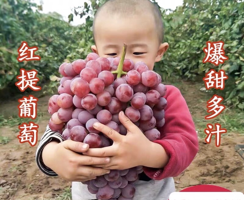 精品红提种植户直销