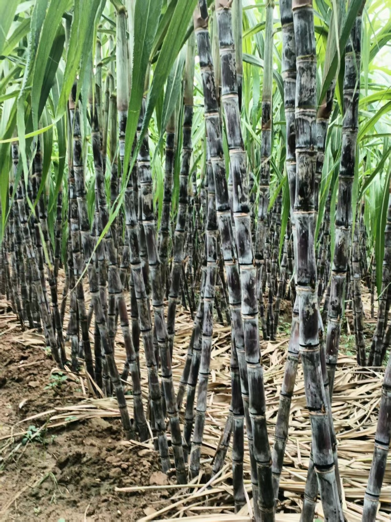 西华县黑皮甘蔗黄金甘蔗
