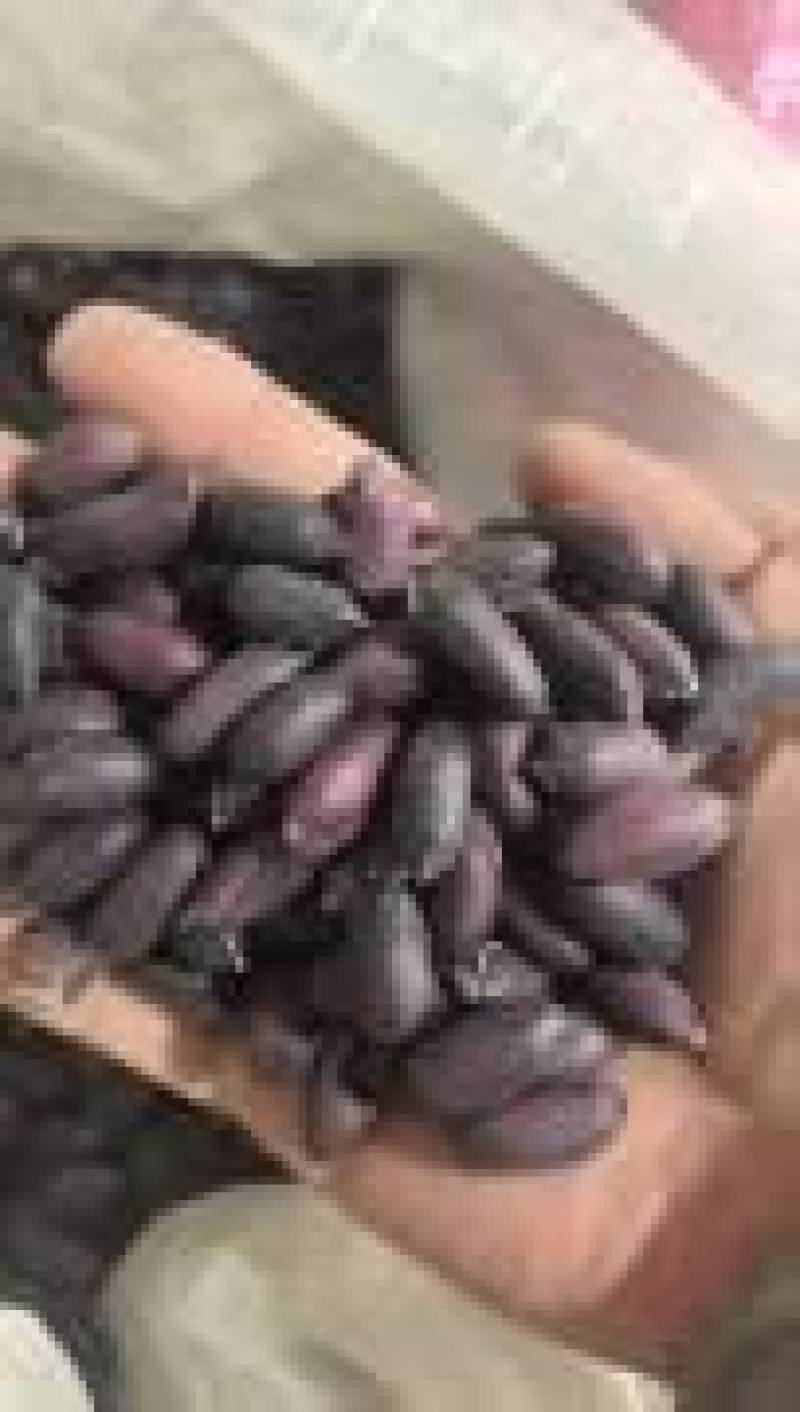 黑花生墨玉一号大量供应全国发货欢迎来电采购洽谈