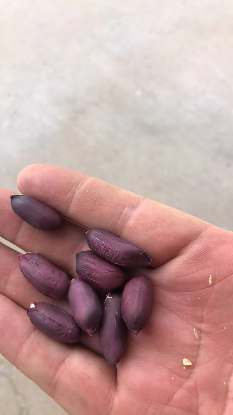黑花生墨玉一号大量供应全国发货欢迎来电采购洽谈