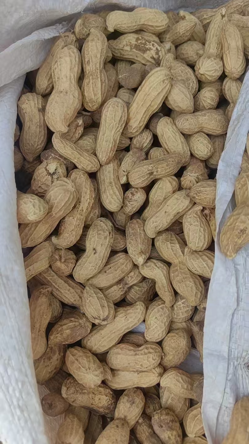 黑花生墨玉一号大量供应全国发货欢迎来电采购洽谈