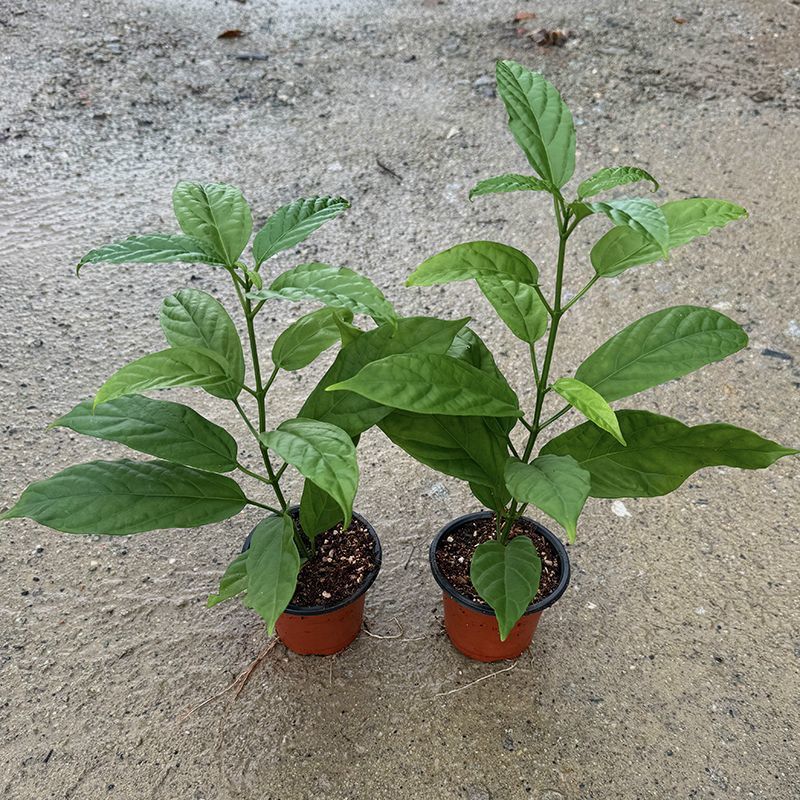 【带土带叶】垂丝茉莉新品种耐热花卉泰国垂丝茉莉高档年宵花卉