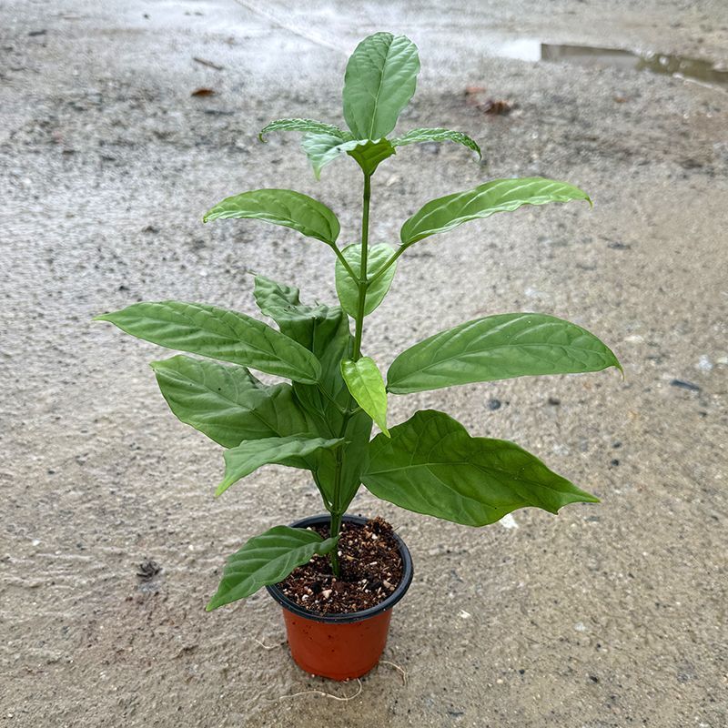 【带土带叶】垂丝茉莉新品种耐热花卉泰国垂丝茉莉高档年宵花卉