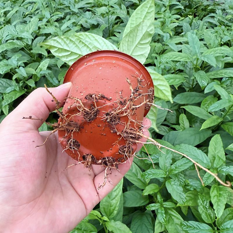 【带土带叶】垂丝茉莉新品种耐热花卉泰国垂丝茉莉高档年宵花卉