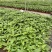 【带土带叶】垂丝茉莉新品种耐热花卉泰国垂丝茉莉高档年宵花卉