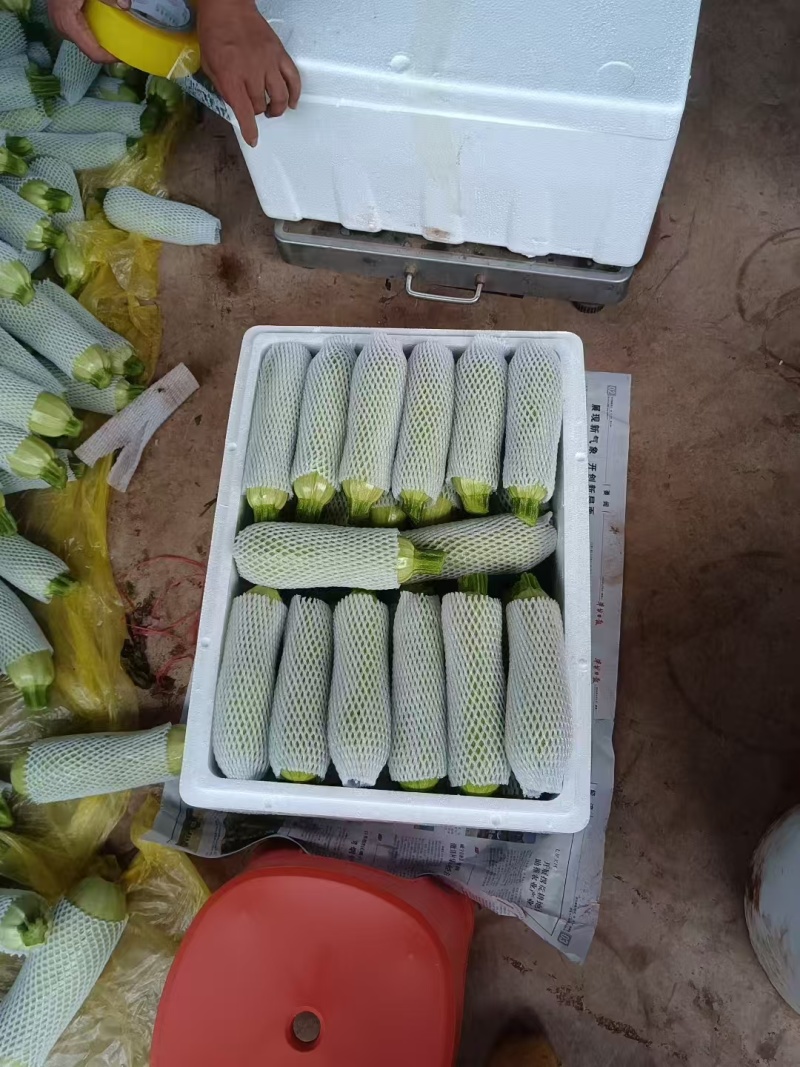 云南高原西葫芦