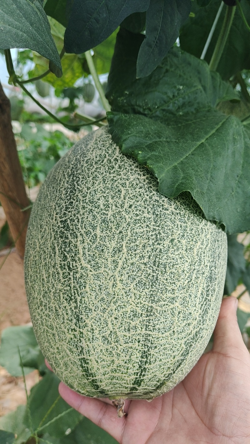 哈蜜瓜