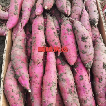 红瑶蜜薯