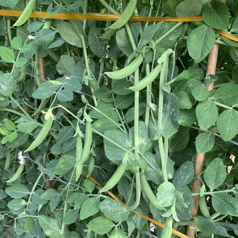 奇珍76甜豌豆种子软荚春秋奇珍甜脆豌豆类型种籽