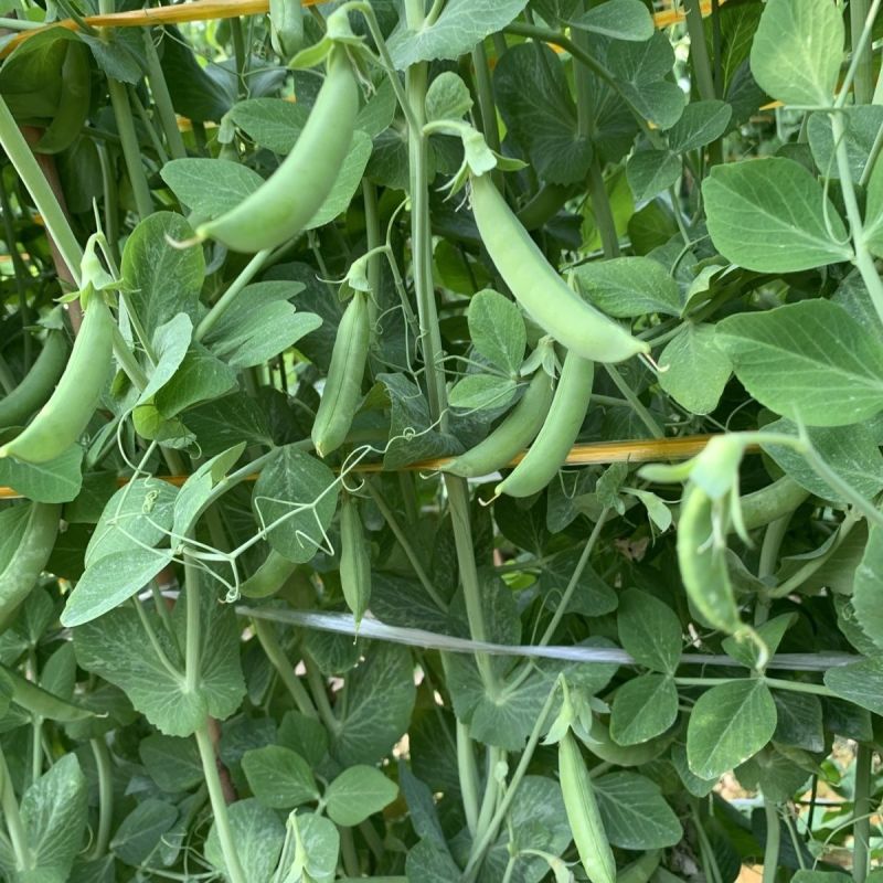 奇珍76甜豌豆种子软荚春秋奇珍甜脆豌豆类型种籽
