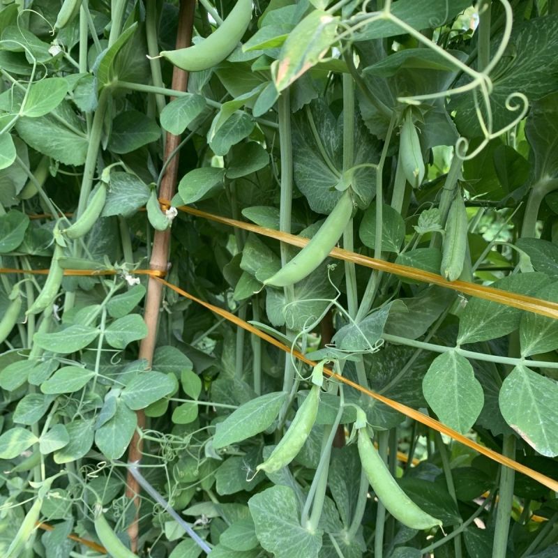 奇珍76甜豌豆种子软荚春秋奇珍甜脆豌豆类型种籽