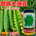 奇珍76甜豌豆种子软荚春秋奇珍甜脆豌豆类型种籽