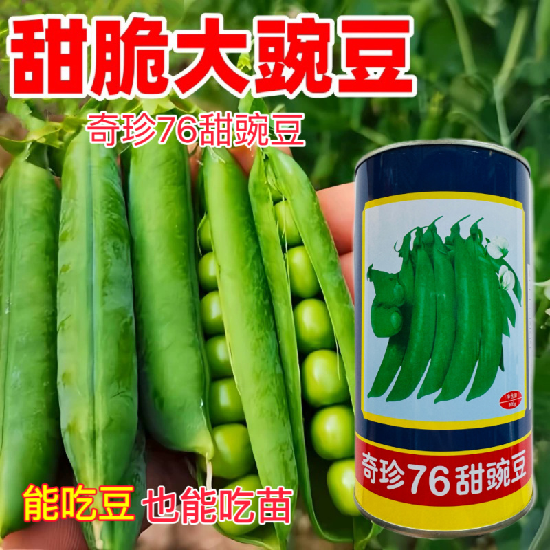 奇珍76甜豌豆种子软荚春秋奇珍甜脆豌豆类型种籽