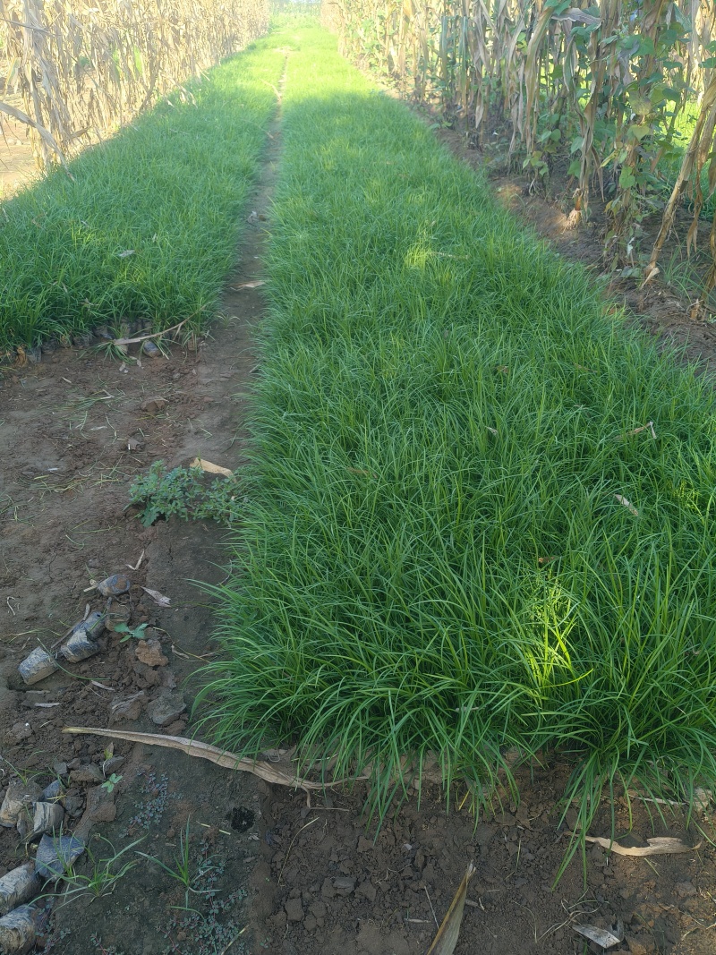麦冬草