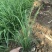 麦冬草