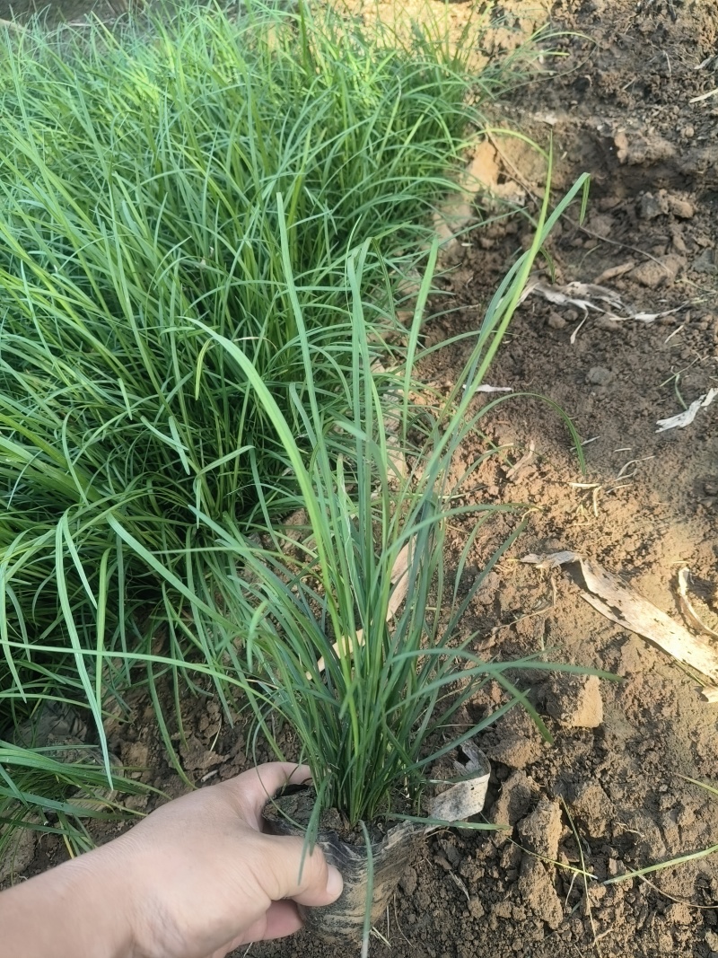 麦冬草