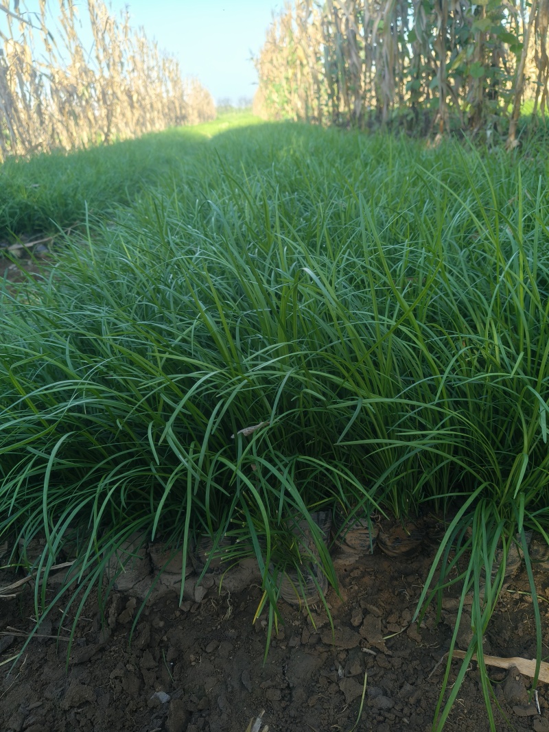 麦冬草