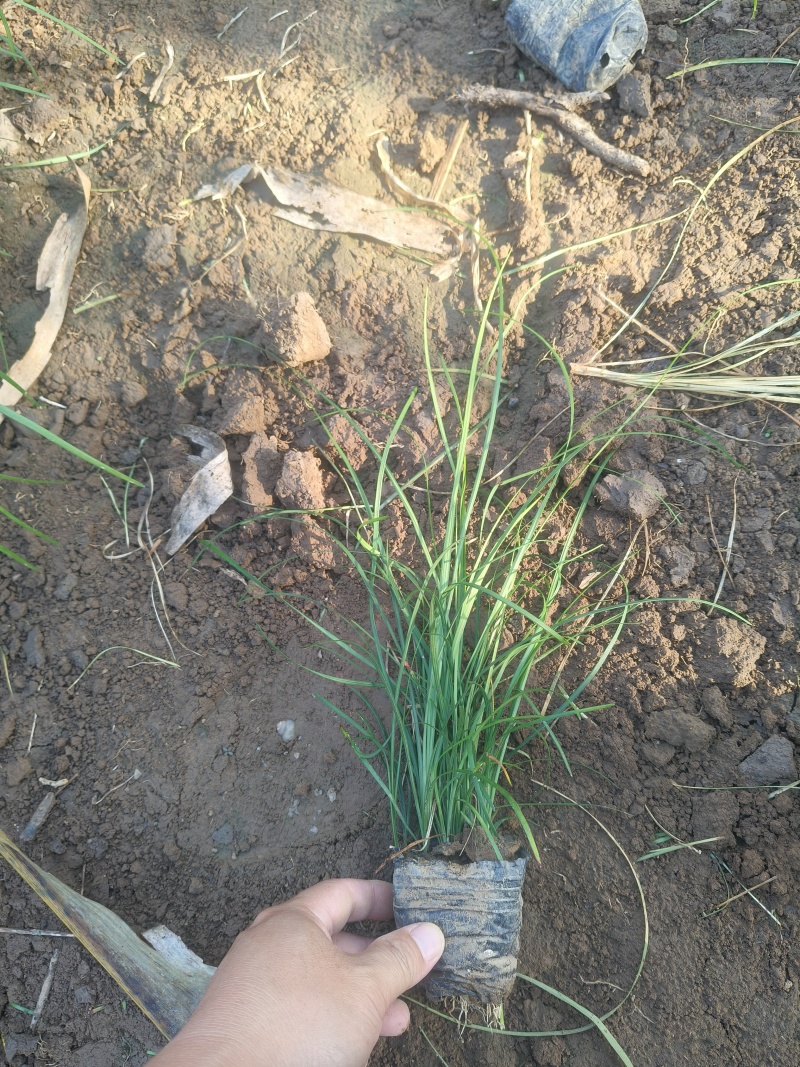 麦冬草