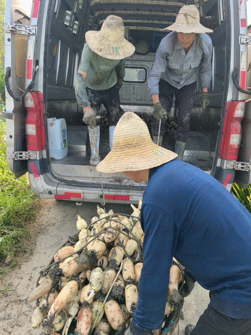 湖北.洪湖莲藕巜全国直销》品种有3537.鄂莲6号.等
