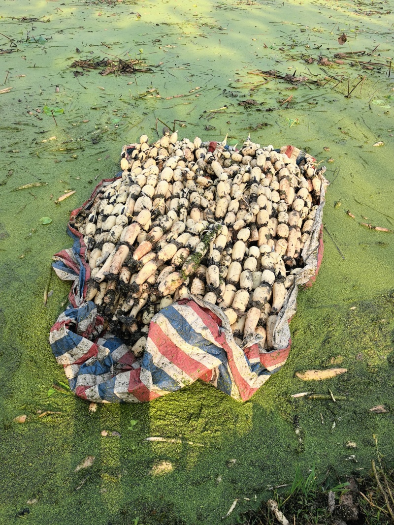湖北.洪湖莲藕巜全国直销》品种有3537.鄂莲6号.等