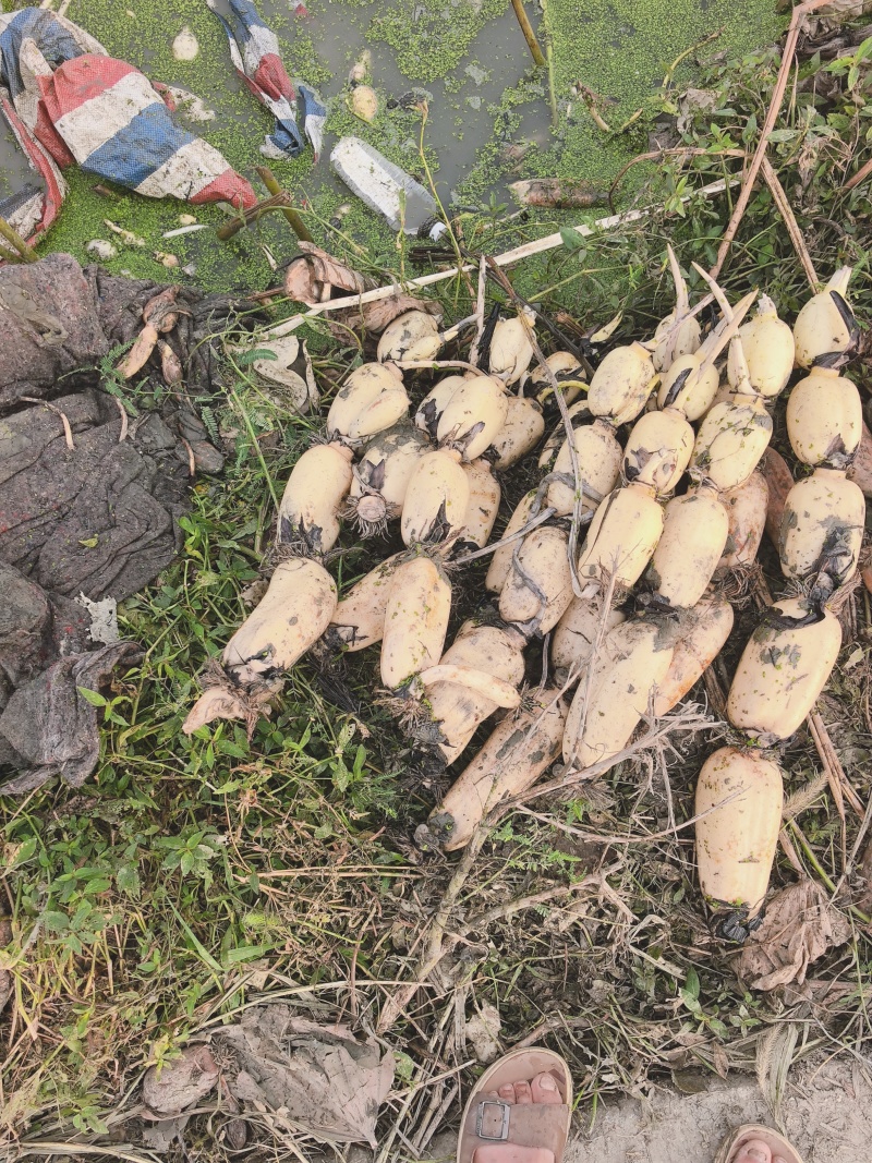 湖北.洪湖莲藕巜全国直销》品种有3537.鄂莲6号.等