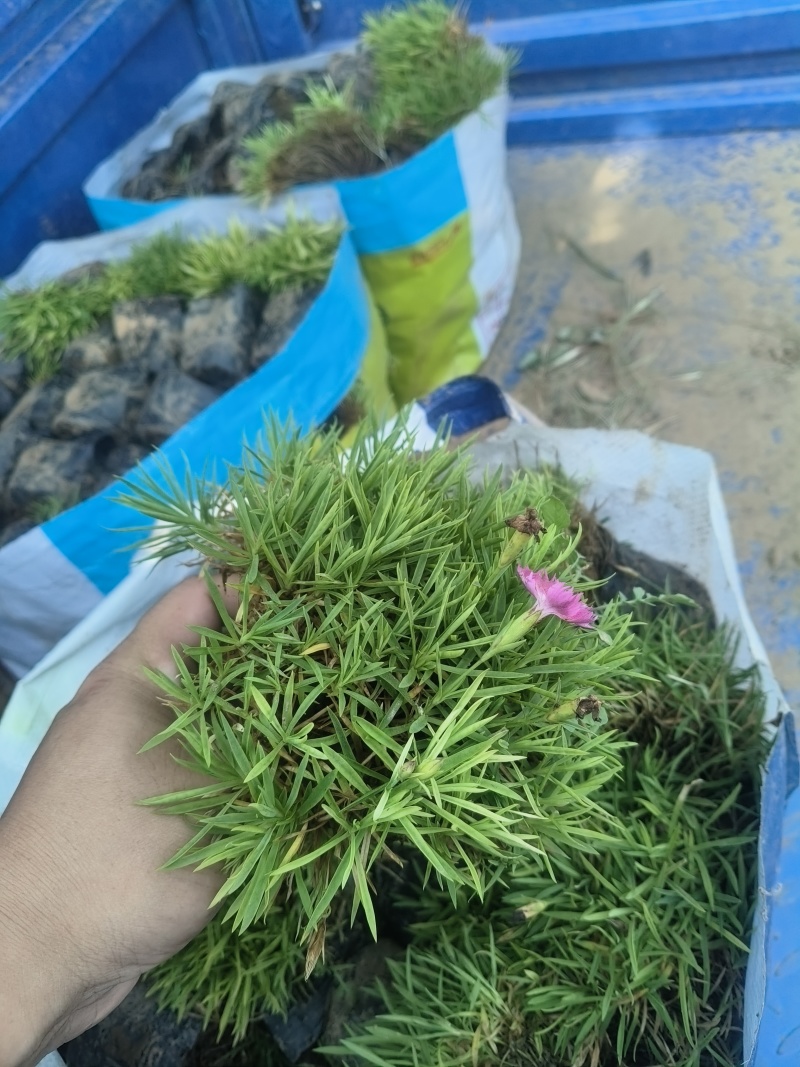 欧石竹