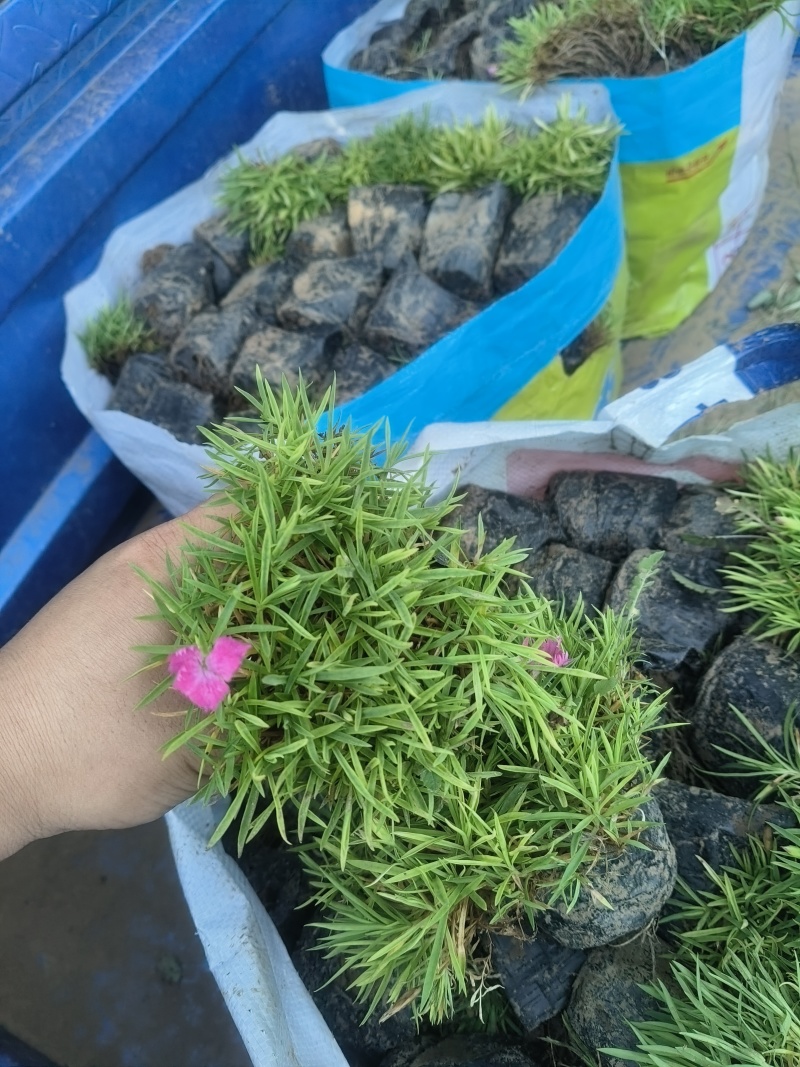 欧石竹