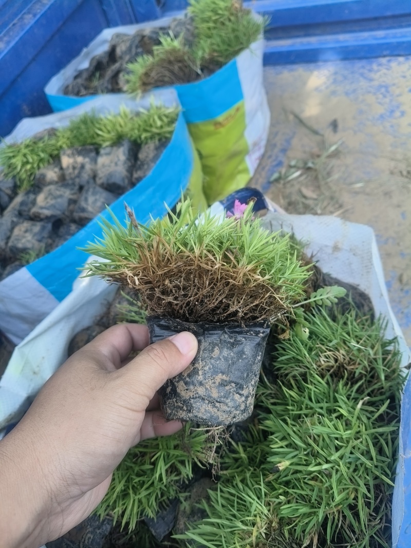 欧石竹