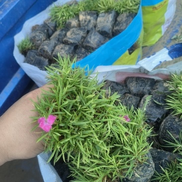 欧石竹