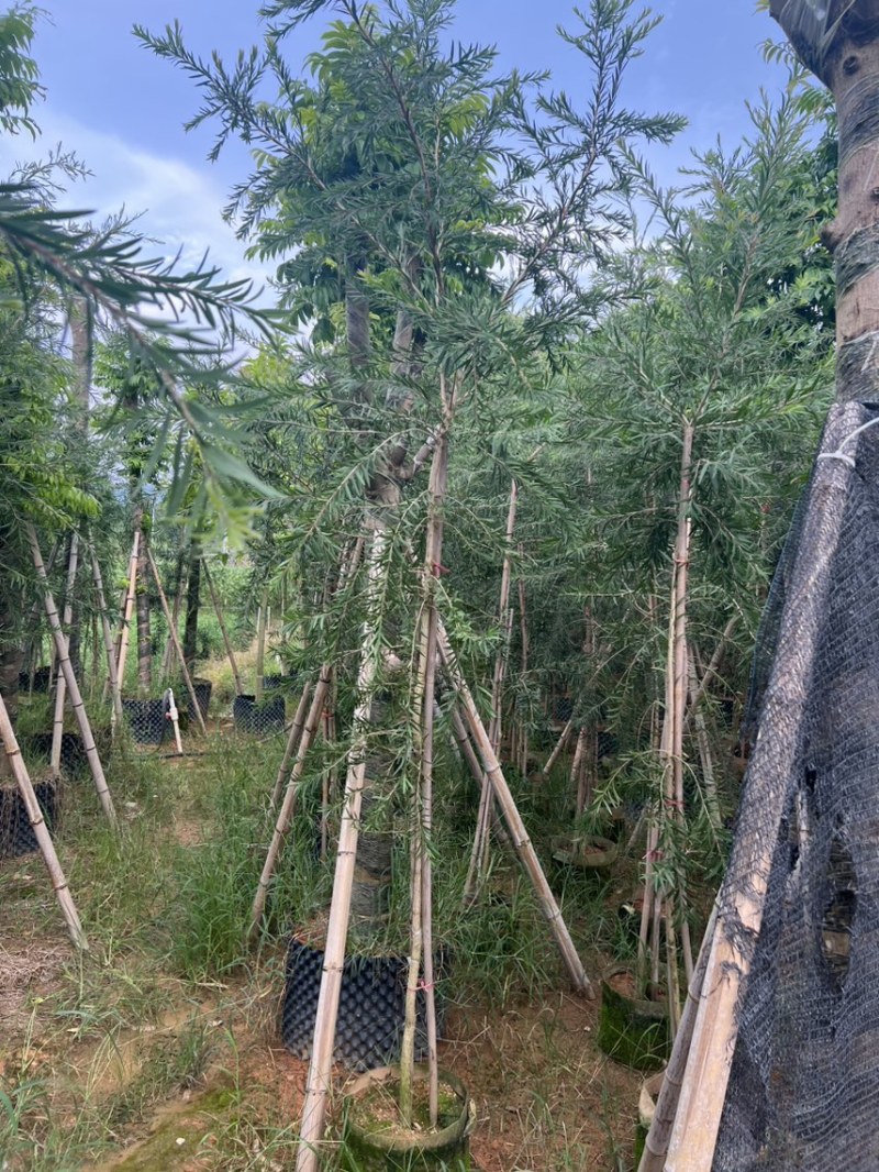 红千层，串钱柳1-3公分各种规格齐全有需要的老板来电咨询