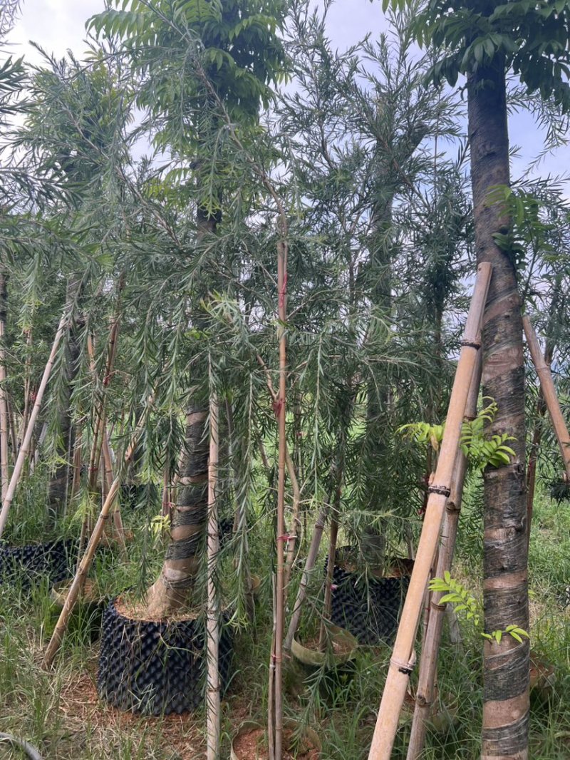 红千层，串钱柳1-3公分各种规格齐全有需要的老板来电咨询