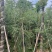 红千层，串钱柳1-3公分各种规格齐全有需要的老板来电咨询