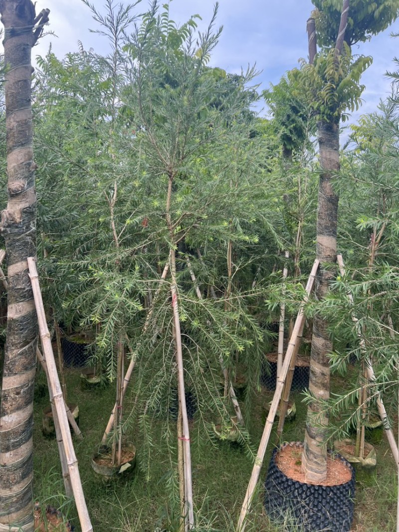 红千层，串钱柳1-3公分各种规格齐全有需要的老板来电咨询