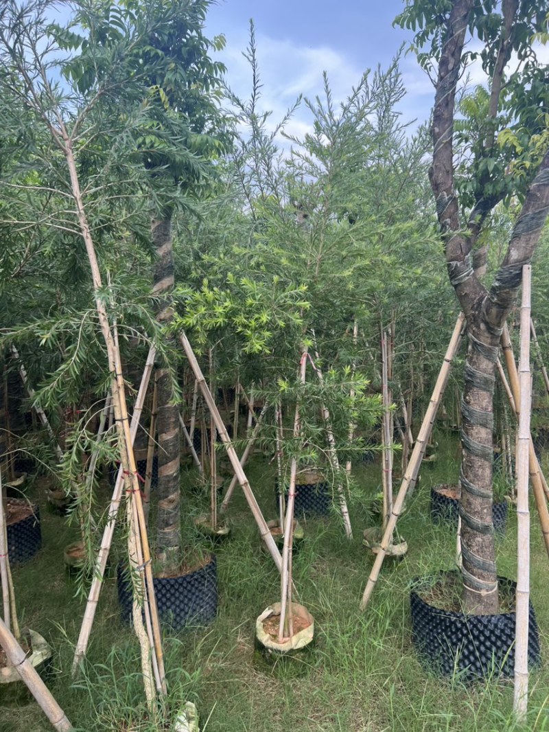 红千层，串钱柳1-3公分各种规格齐全有需要的老板来电咨询