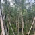 红千层，串钱柳1-3公分各种规格齐全有需要的老板来电咨询