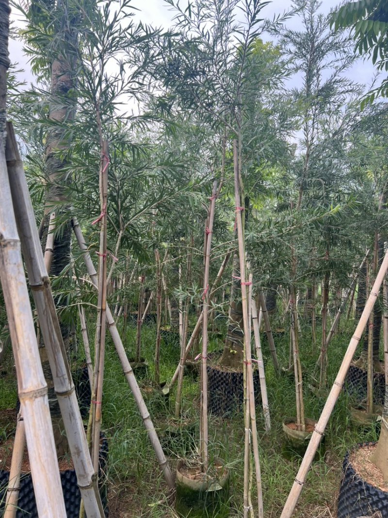 红千层，串钱柳1-3公分各种规格齐全有需要的老板来电咨询