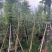 红千层，串钱柳1-3公分各种规格齐全有需要的老板来电咨询